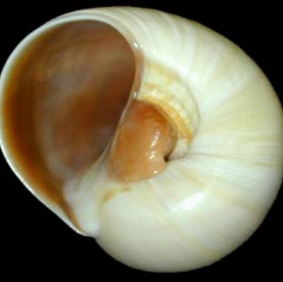 ✴Artisan Wood Snail Shell Necklace - Picture 10 of 10